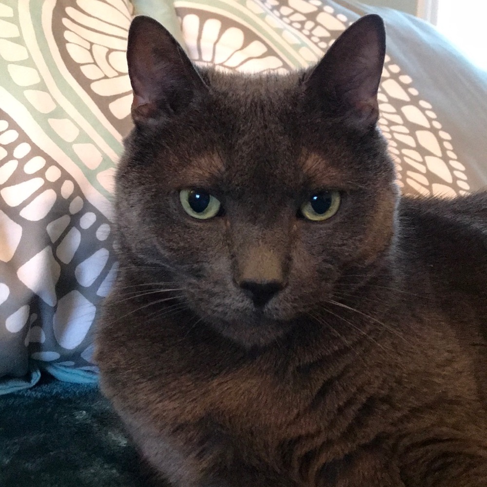 PoshCat...Priceless